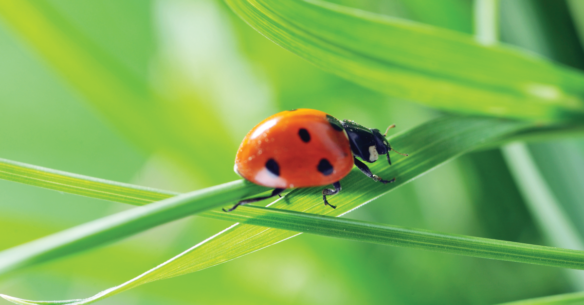 Lady Bug on Leaf